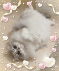 ♡예약님♡