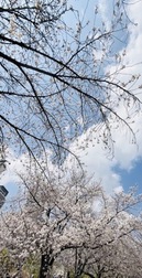 벚꽃