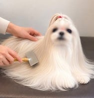 칫솔질 끝났어