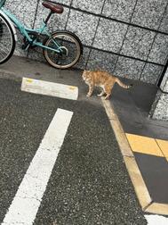 고양이