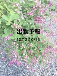 출근 예보 10/12-10/16