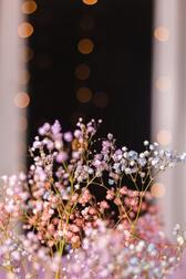 🎓🌸