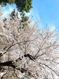 🌸