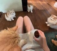 cat cafe